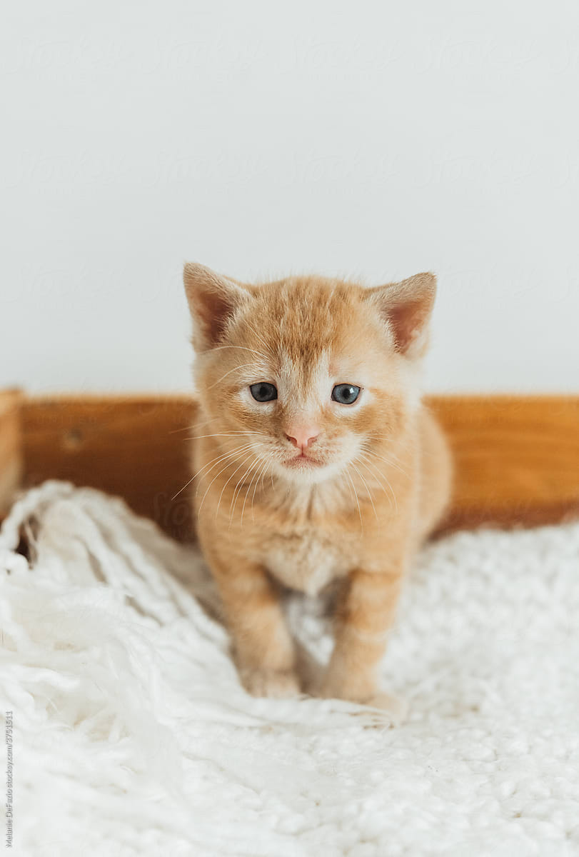 Orange kitten