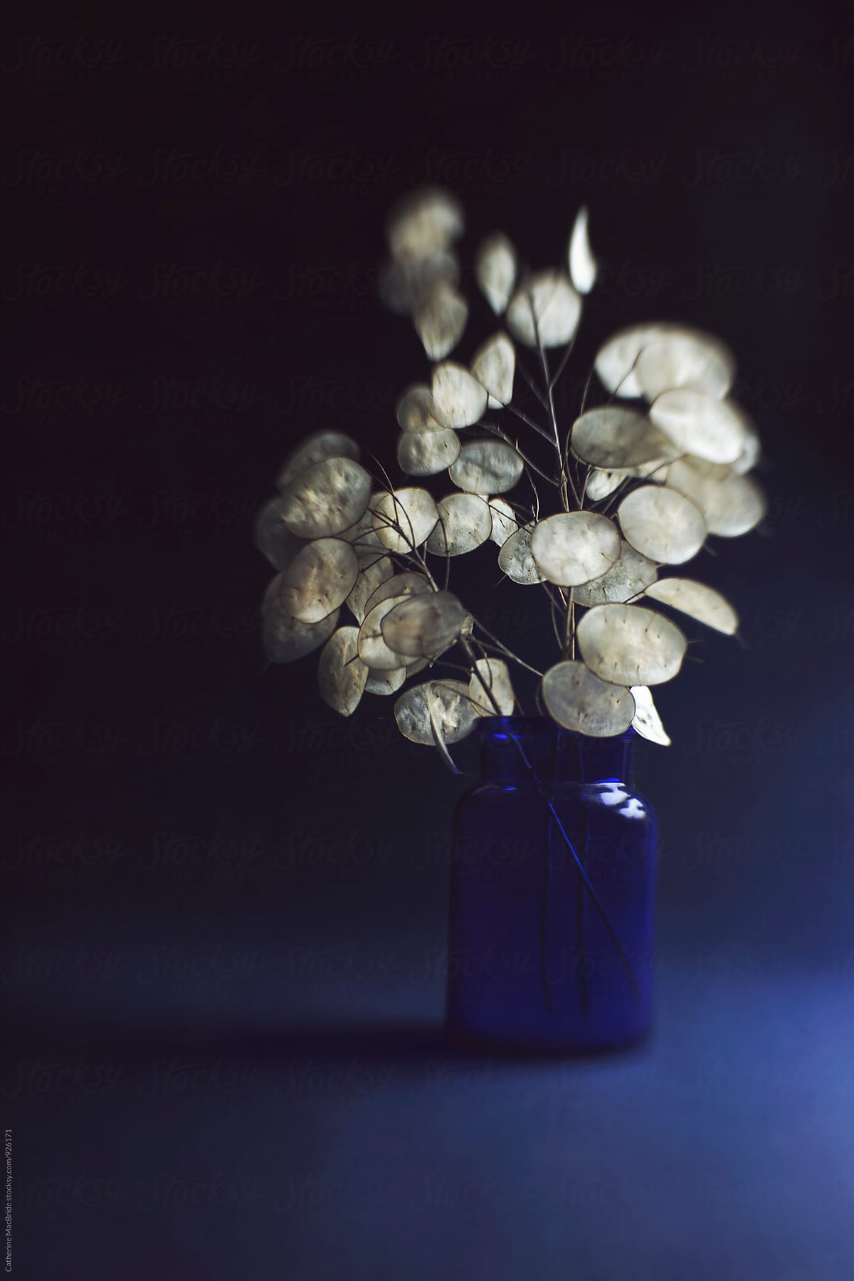 Honesty seed heads in blue vase