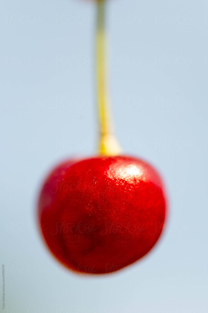 Ruby Red Cherry