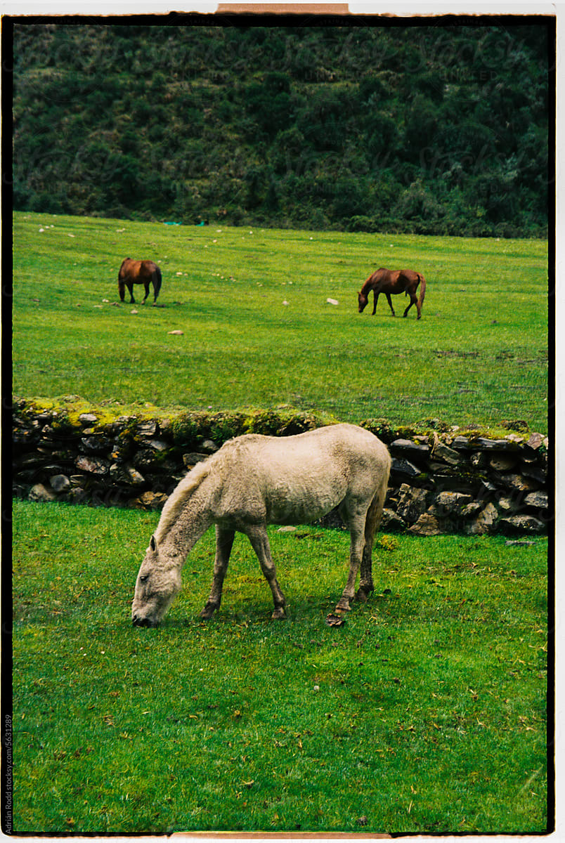 Three Horses Roaming Free in the Peruvian Forest
