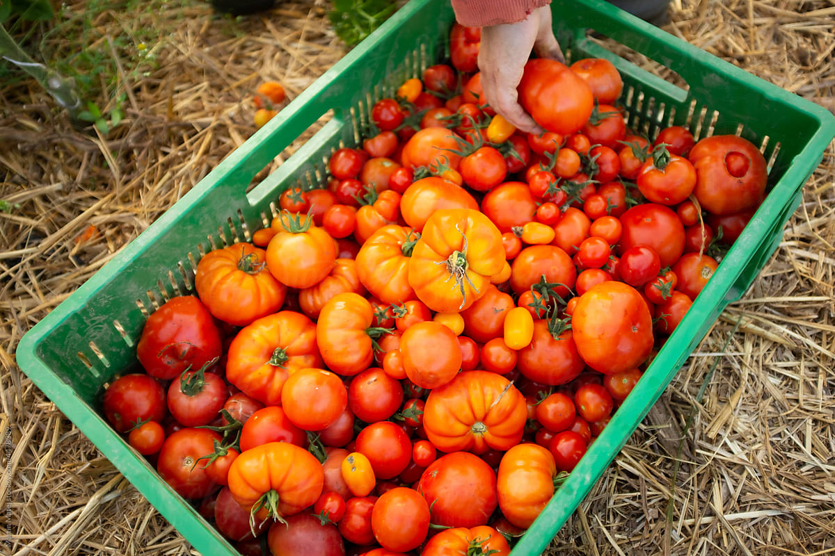 Box full of organic tomatoes