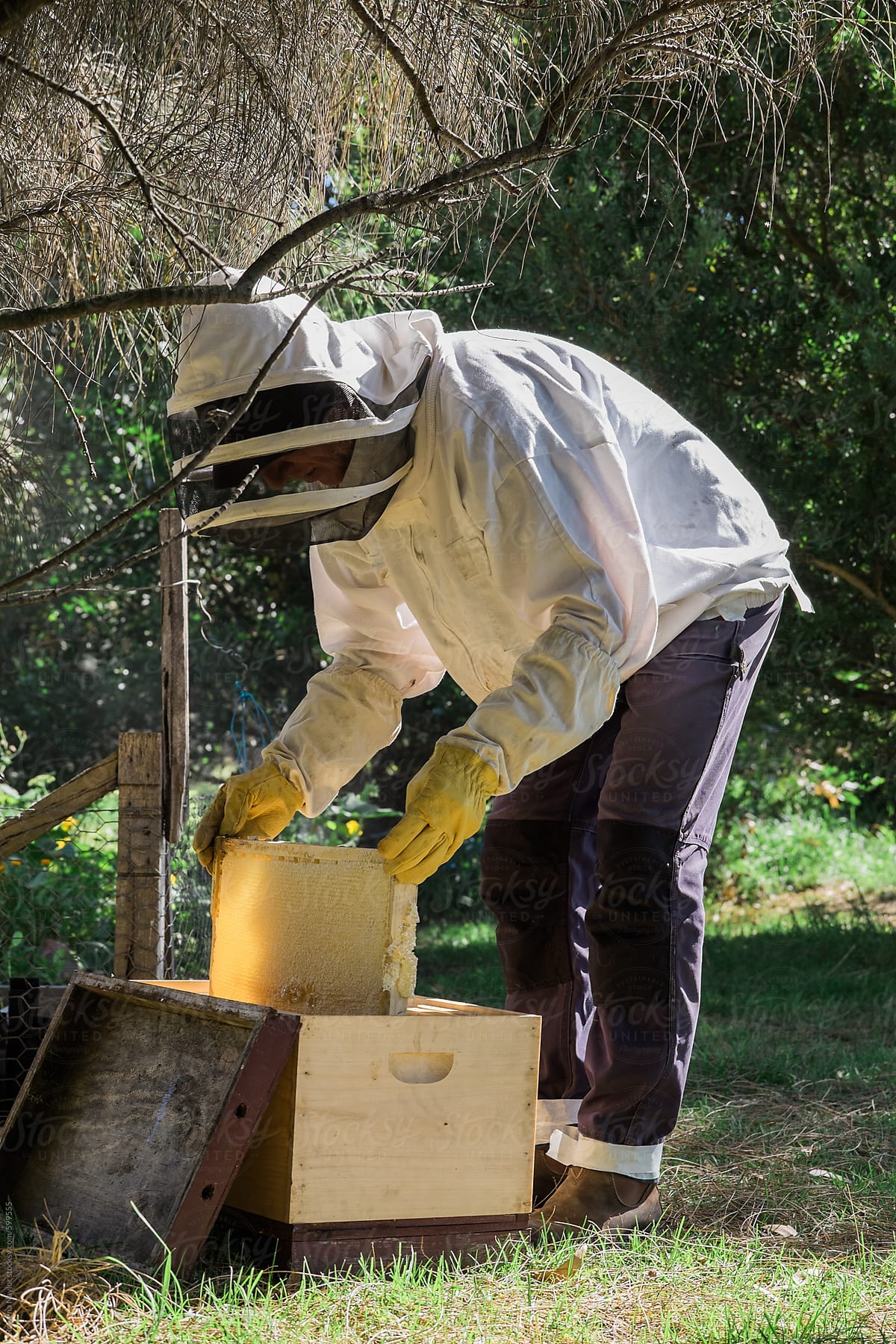 Bee Keeper harvesting honey from Bee hives