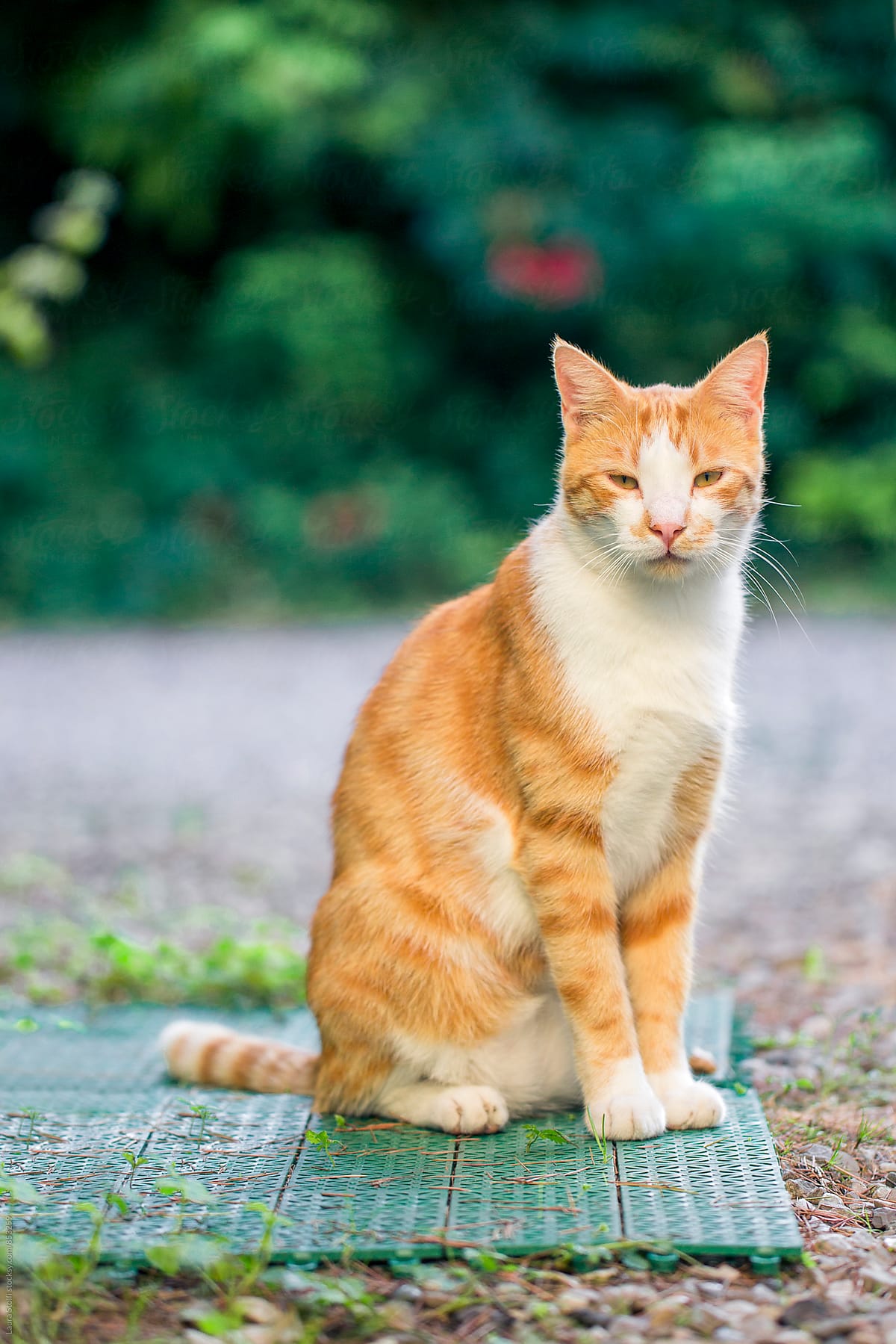 Adult red cat sits in garden and looks straight at the camera