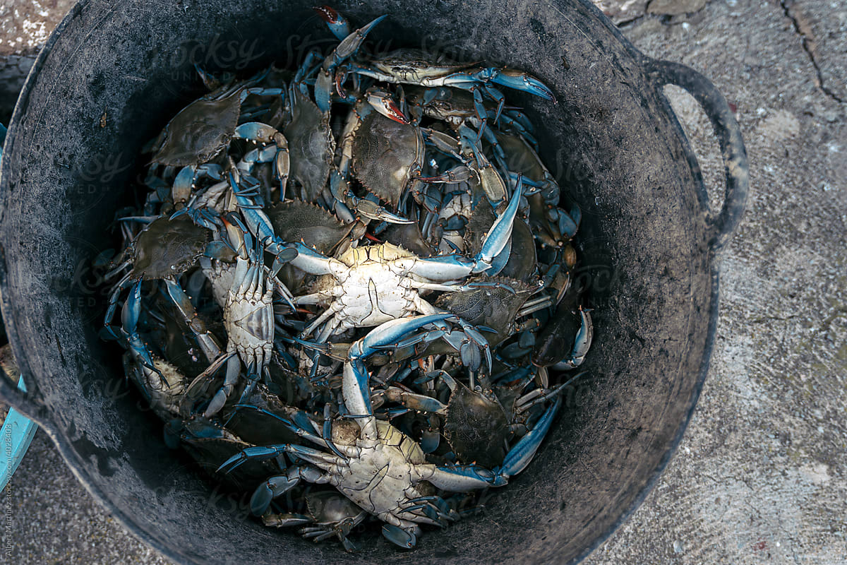 Blue crabs trapped in a metal container