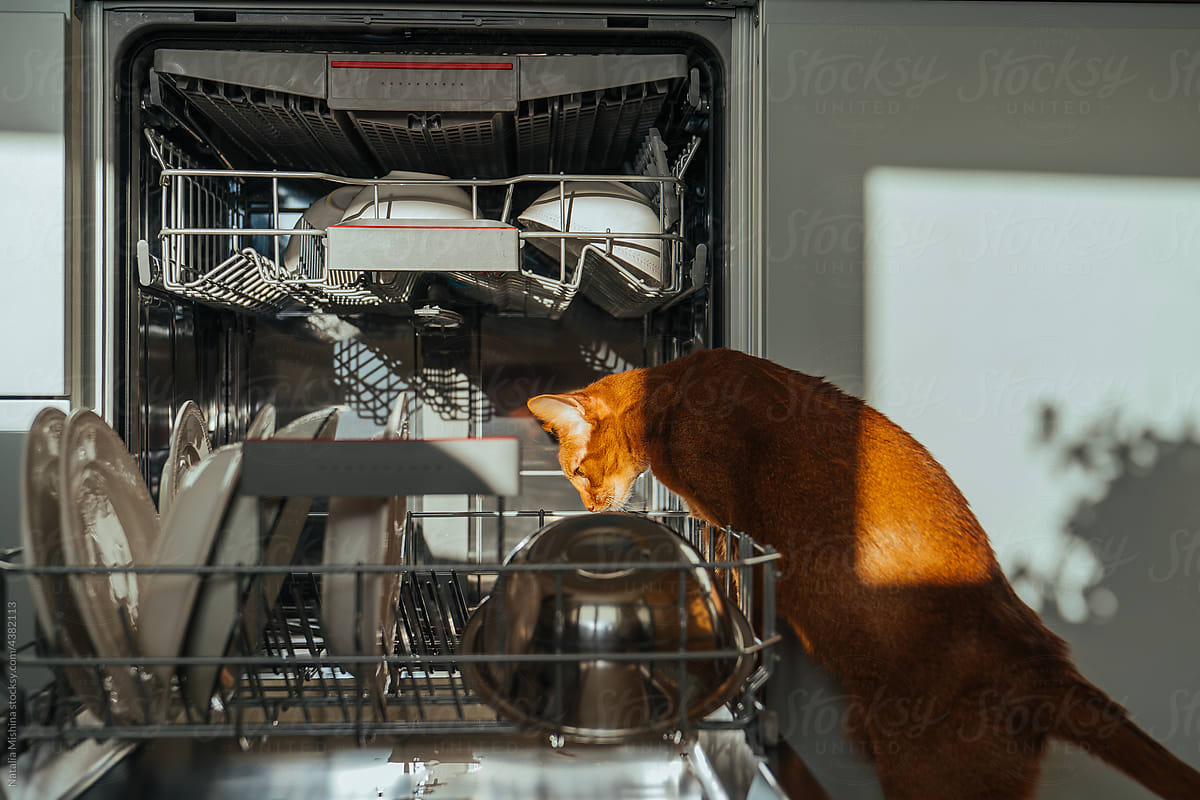 The cat is in the dishwasher.