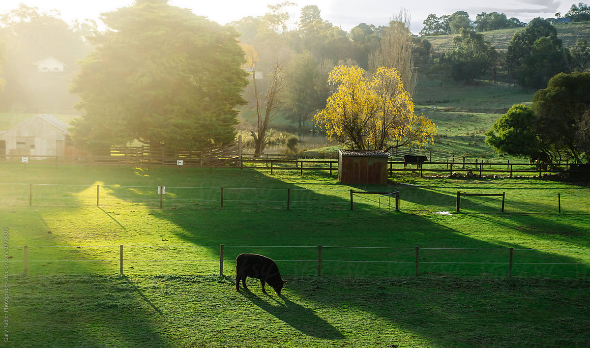 Two Black Cows on Australian Farm