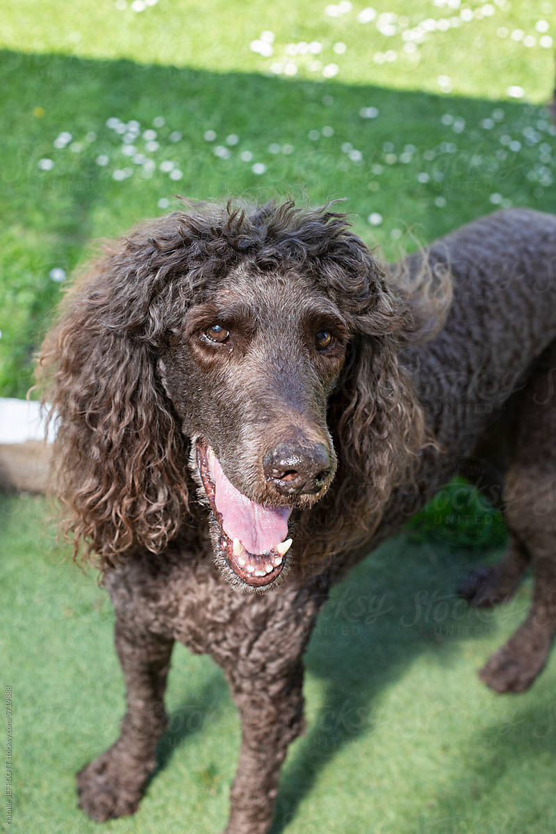 Happy standard poodle with shaggy hair