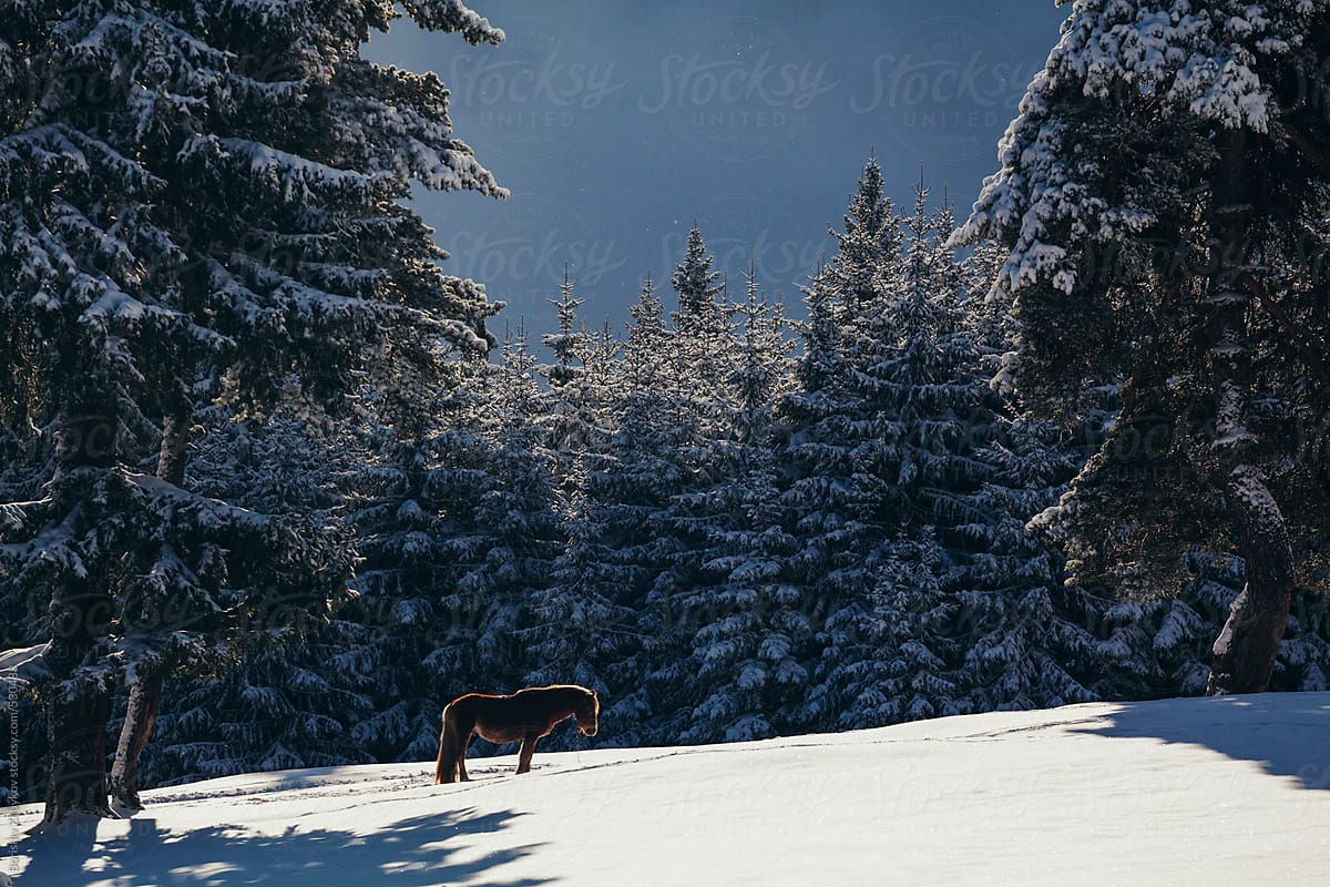 Horse Grazing Under Pine Tree During Cold Winter Sunset