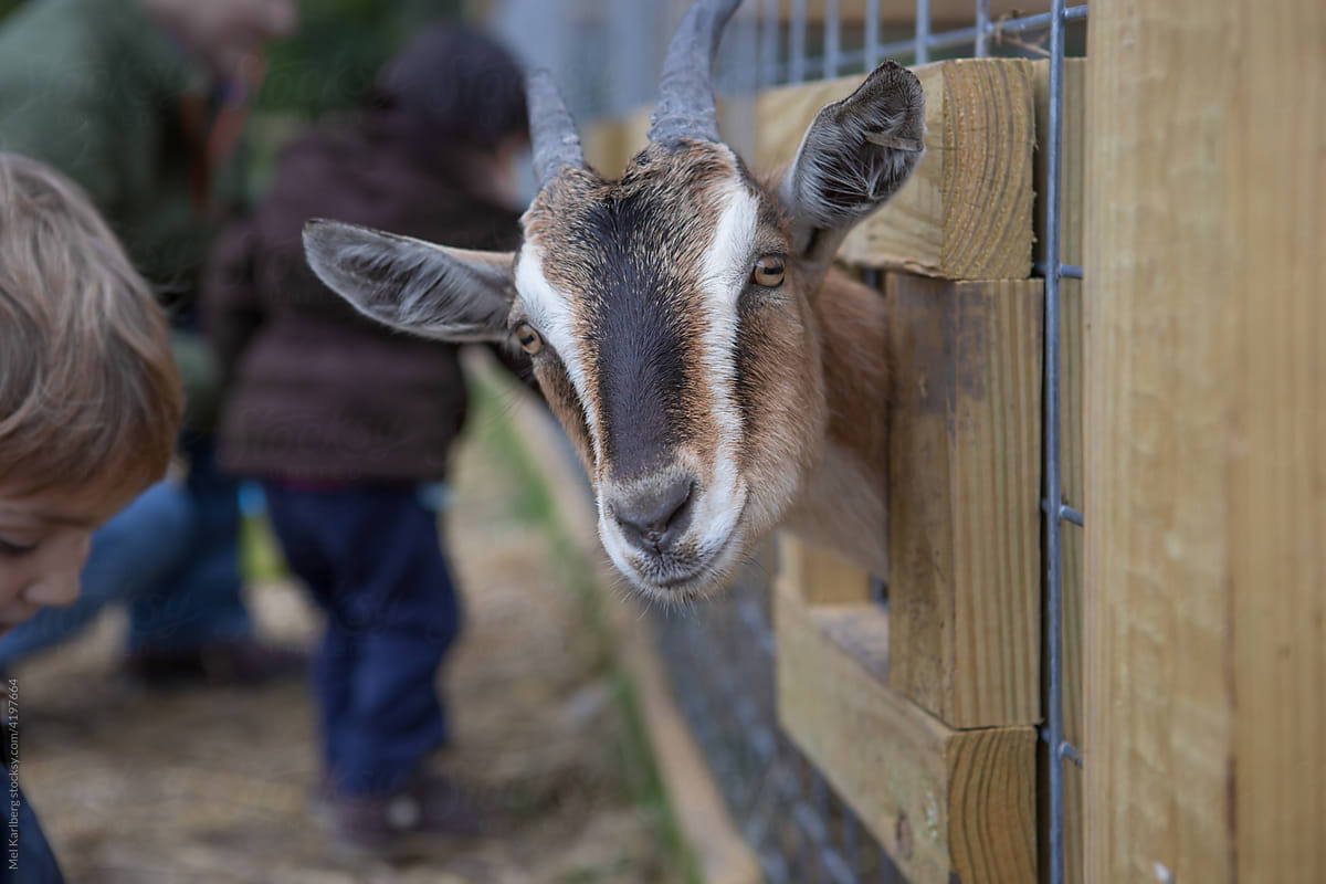 Goat sticking face out of petting zoo pen