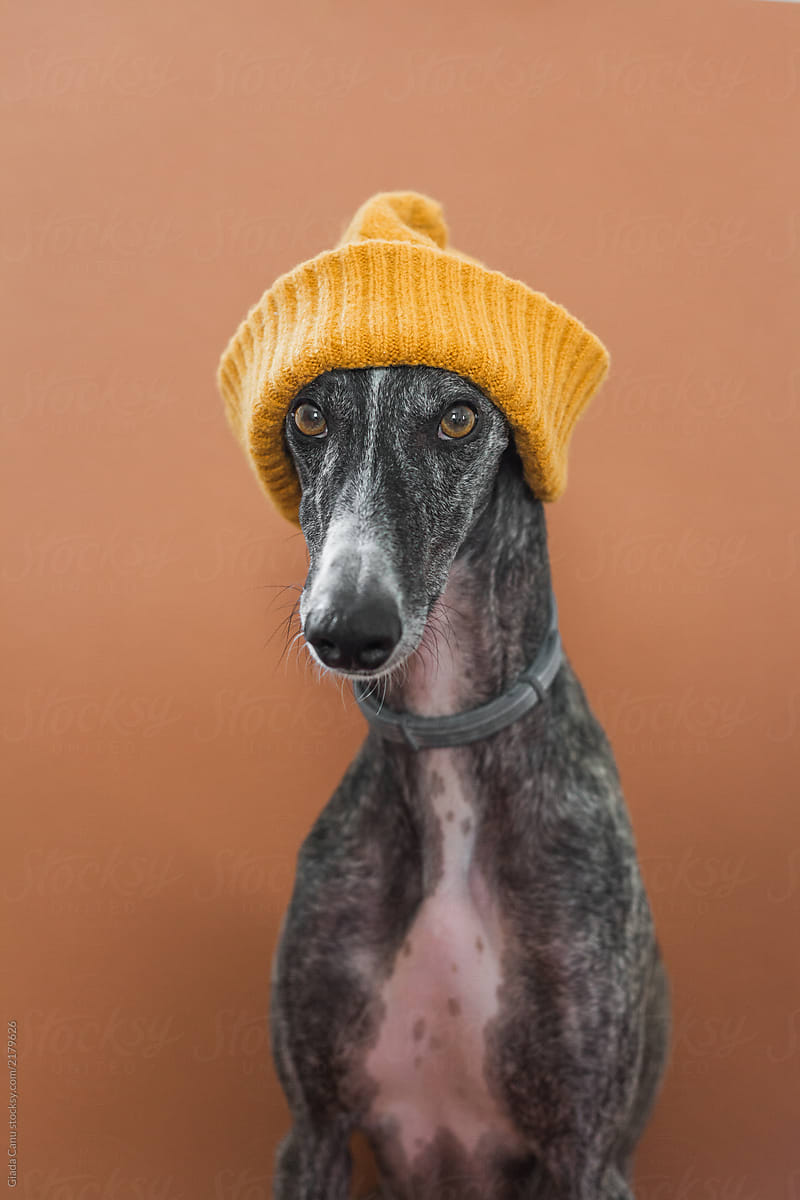 Dog with a wool hat