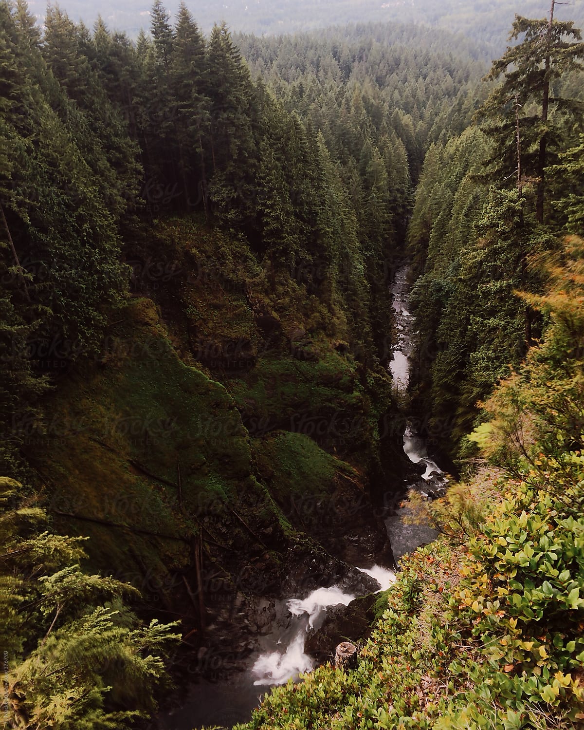 rapids rushing through forest during daytime