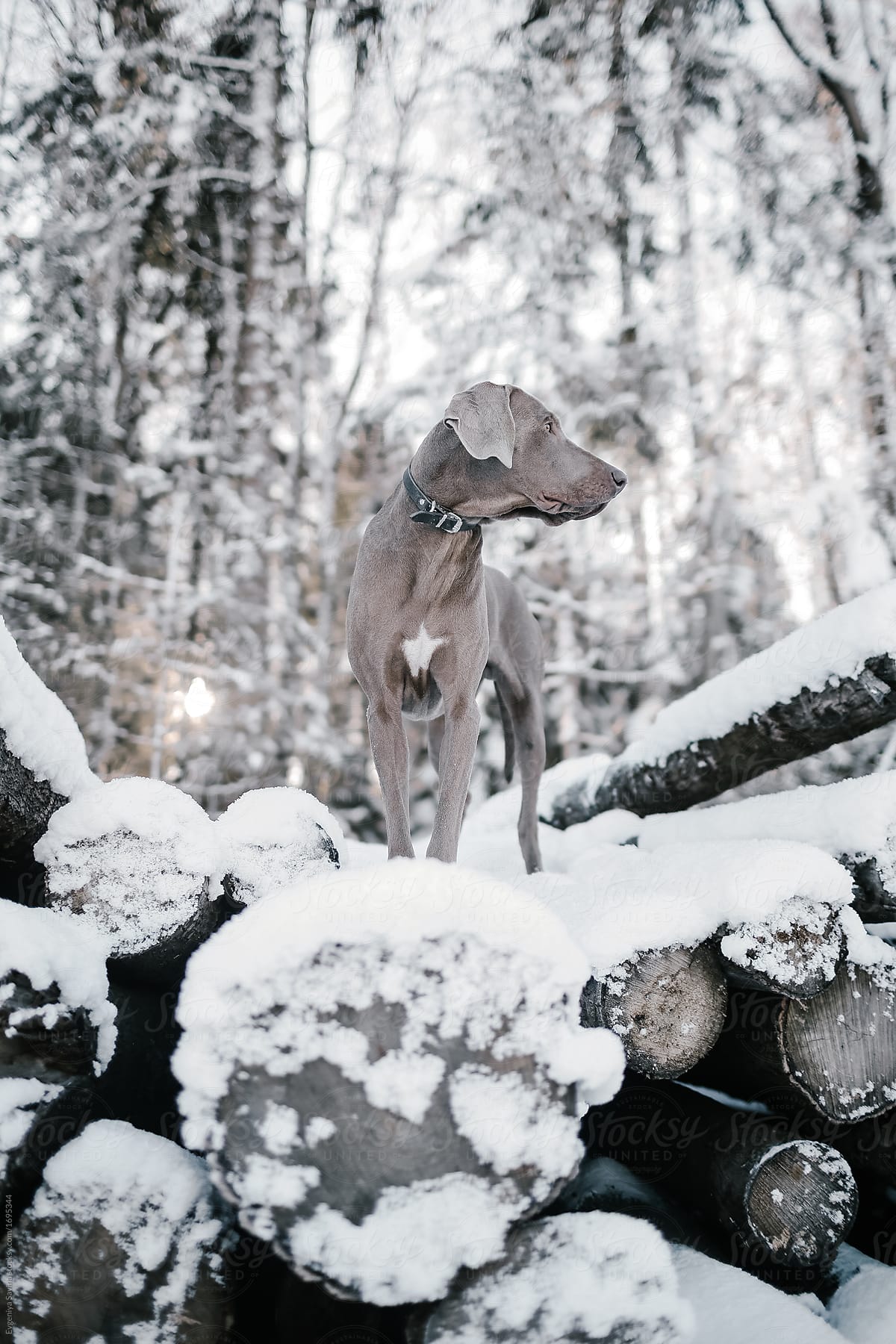 A dog in winter forest in the morning