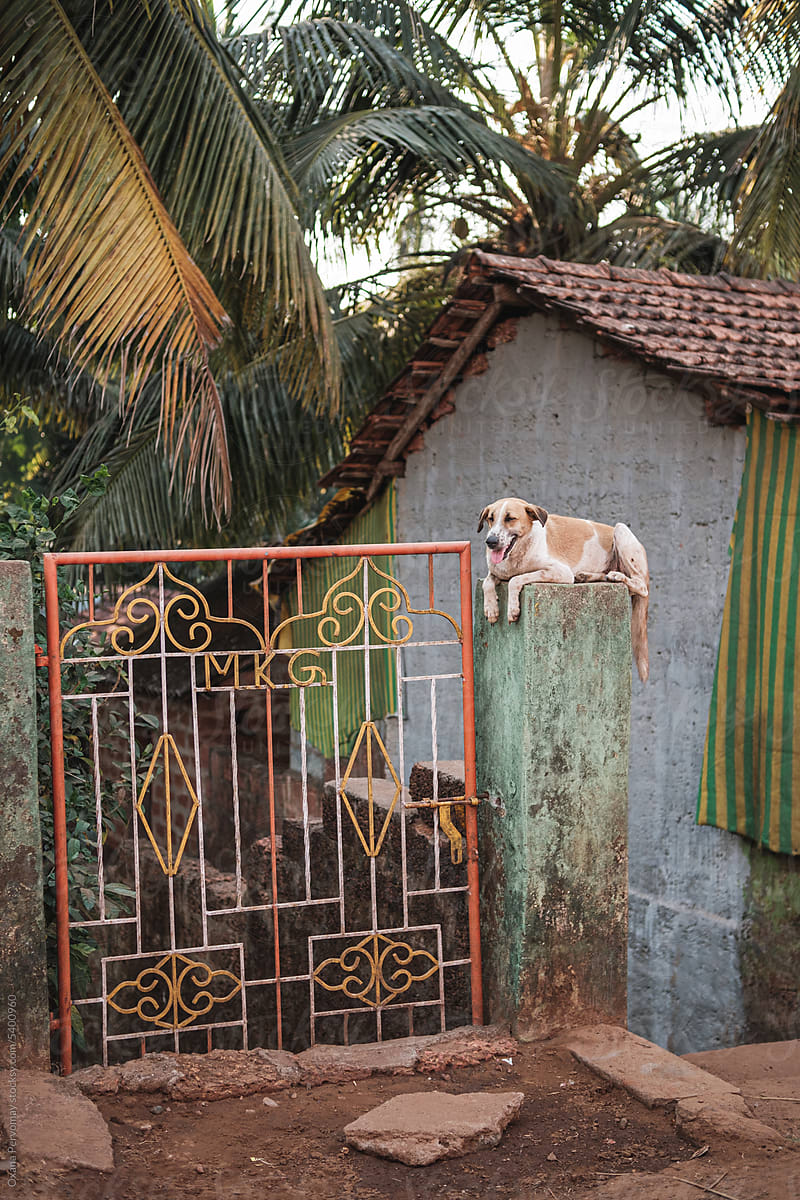 A dog guarding a house.