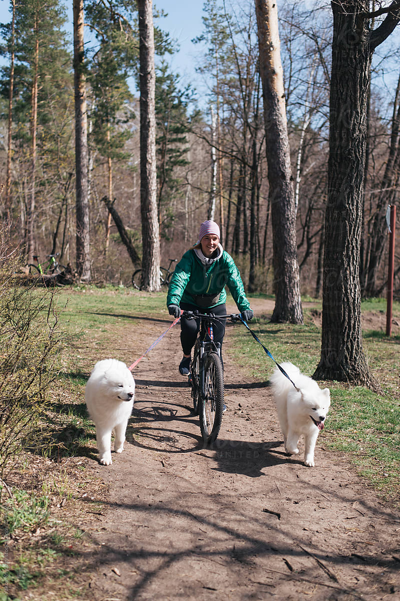 Young woman riding bicycle with two samoyed dogs in the park