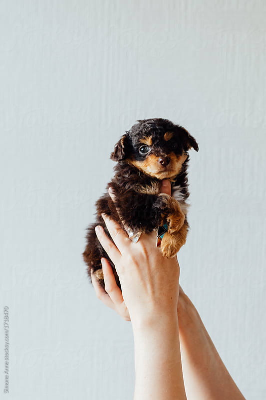 Tiny puppy being held in the air against a white wall