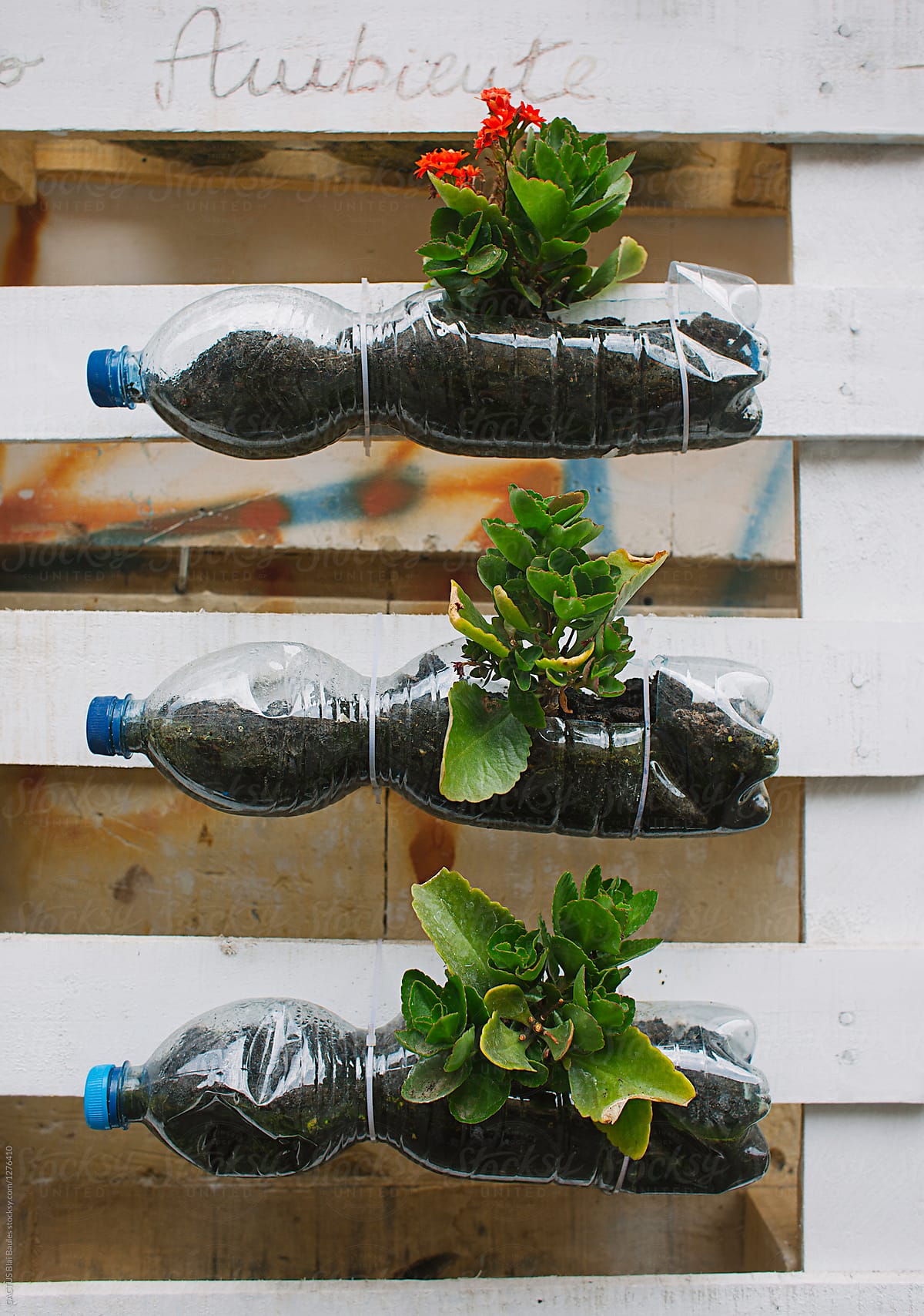 Recycled bottles and plants