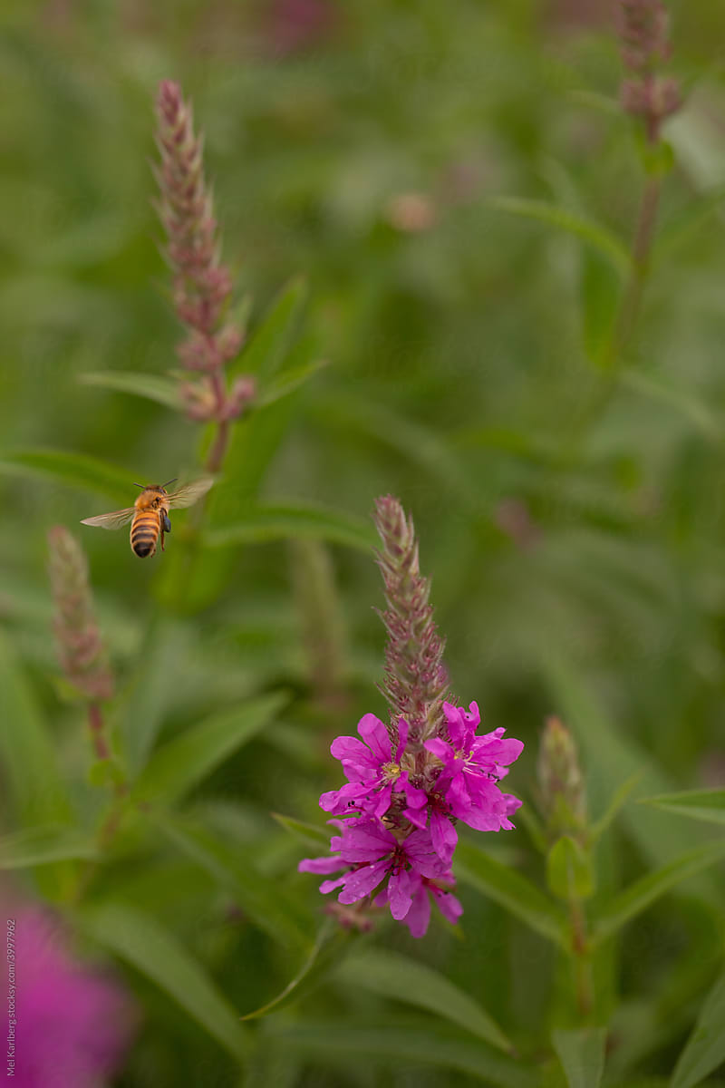 Bee flying amongst pink wildflowers