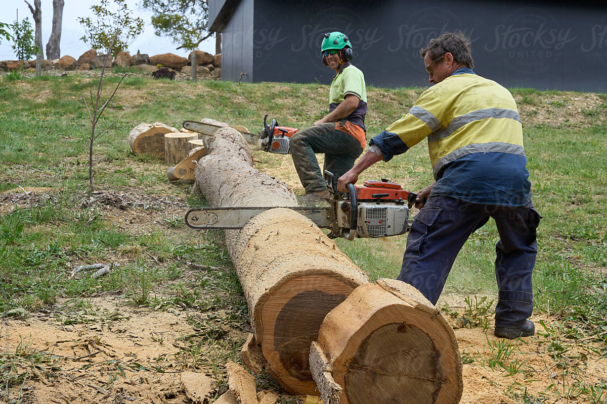 Large tree trunk being chainsawed for firewood