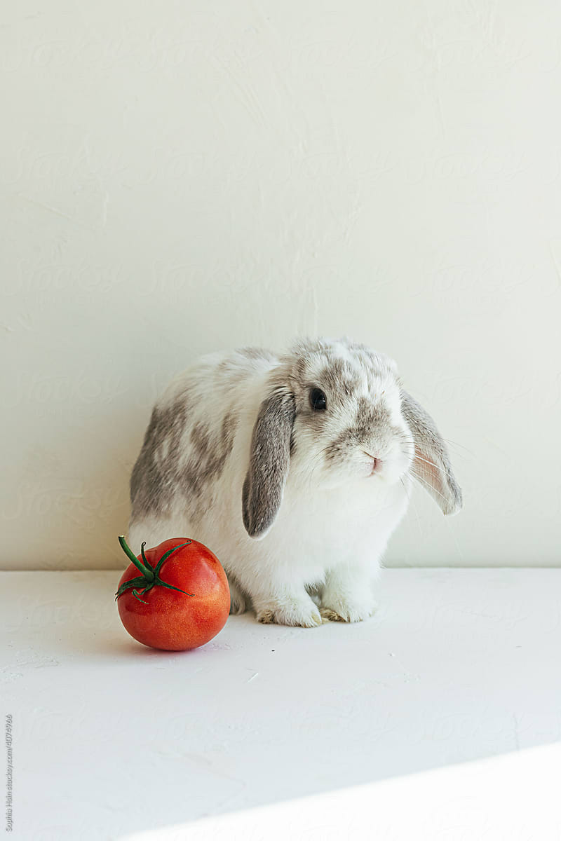 Cute holland lop rabbit with tomato