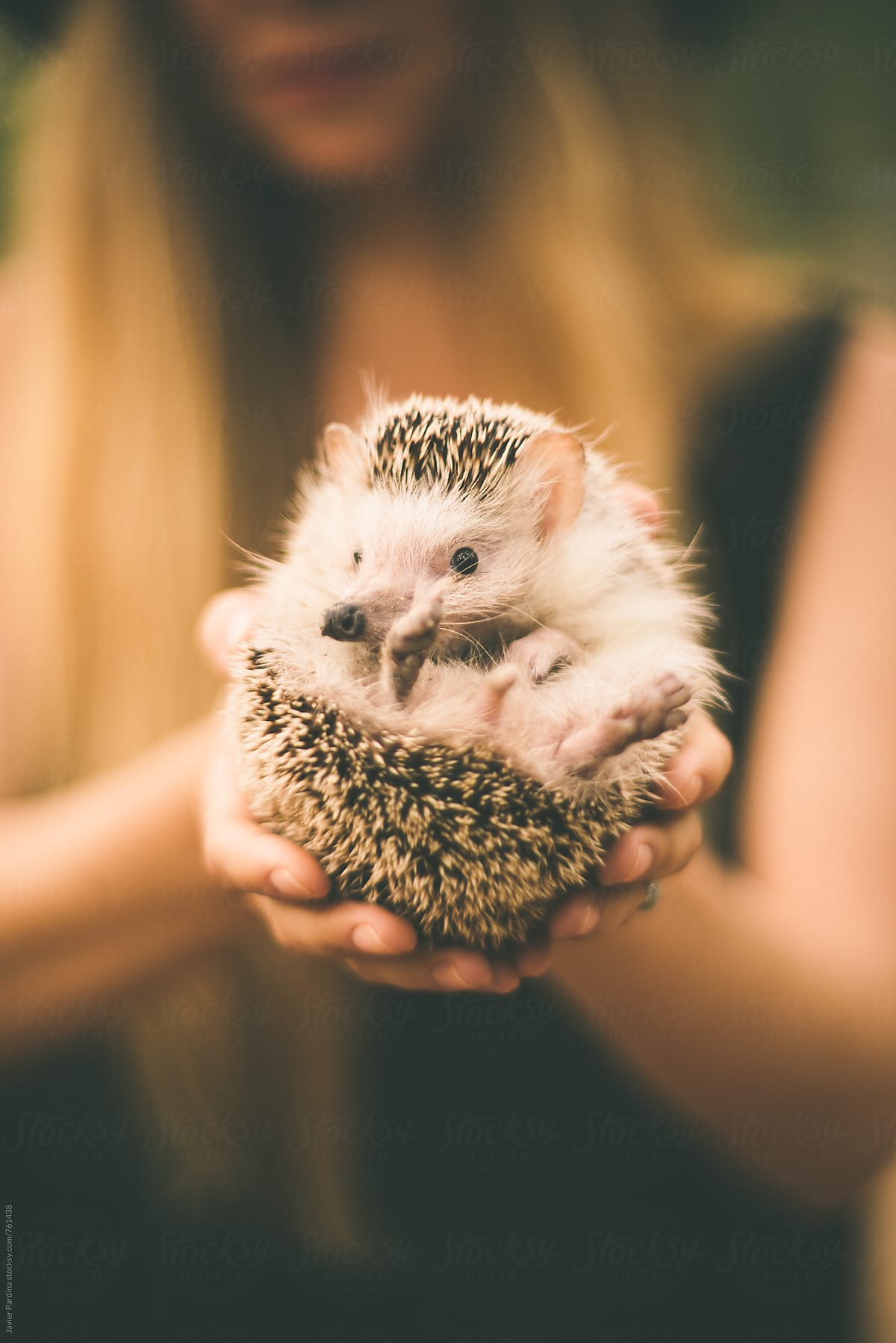 hedgehog in the hands