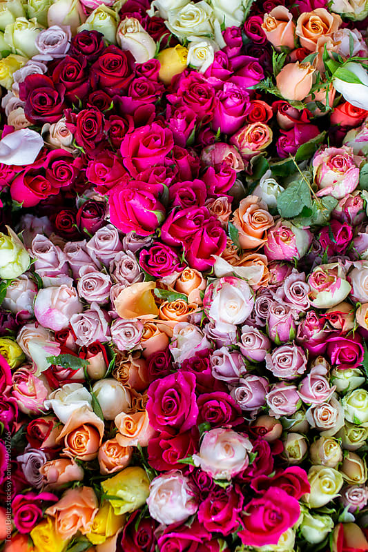 Multi-coloured roses in a farmers market. Noosa, Australia by Todd ...