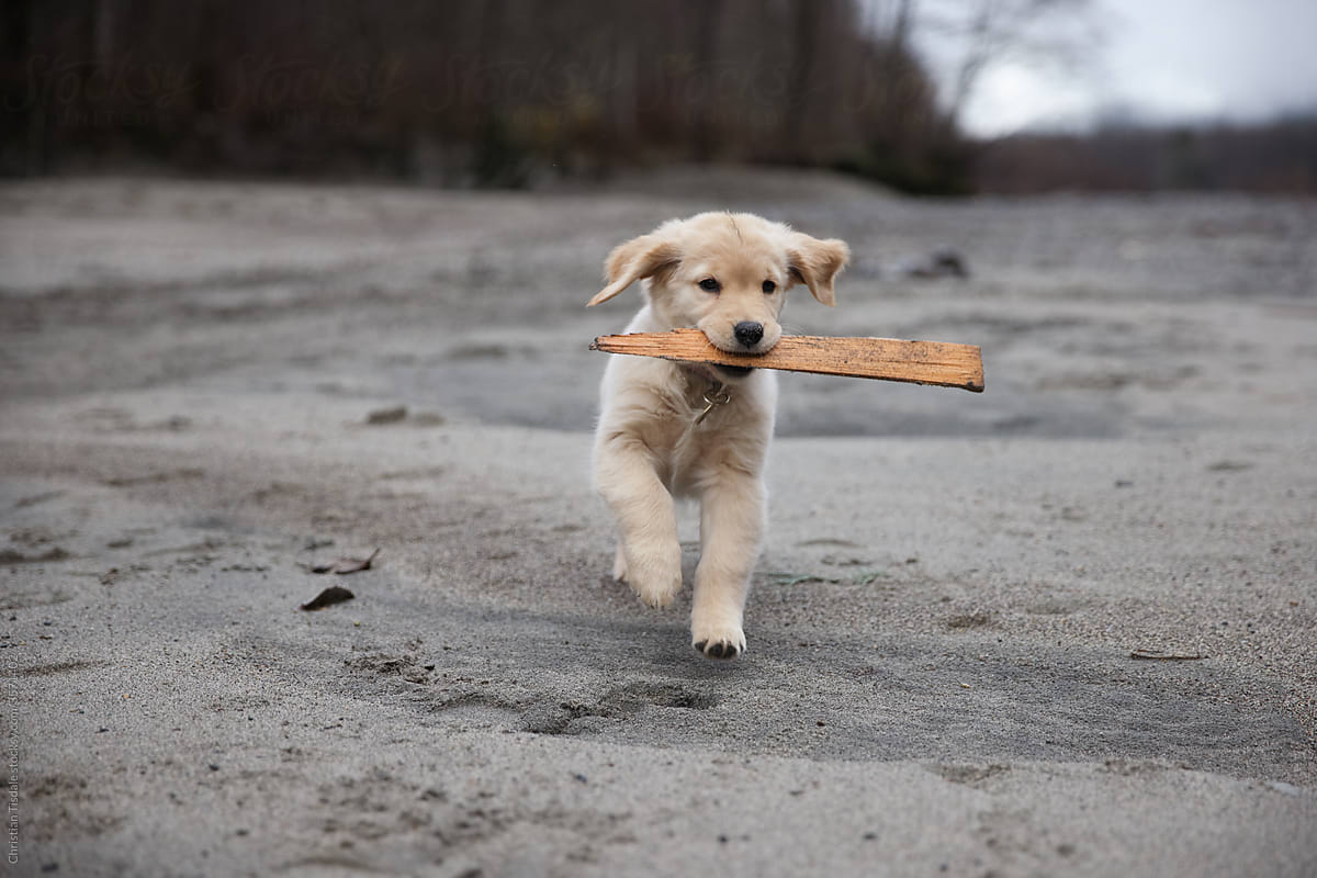 A golden retriever puppy playing with a stick beside a creek