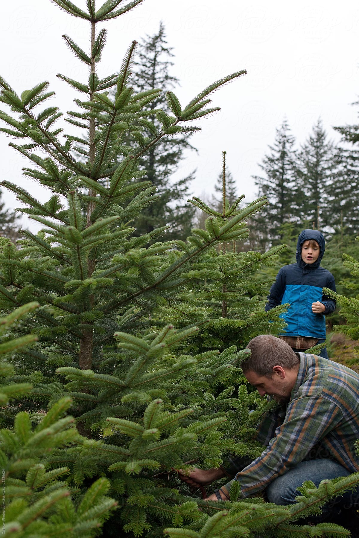 Man in green plaid flannel shirt cuts down a Christmas Tree with a hand saw while son looks on