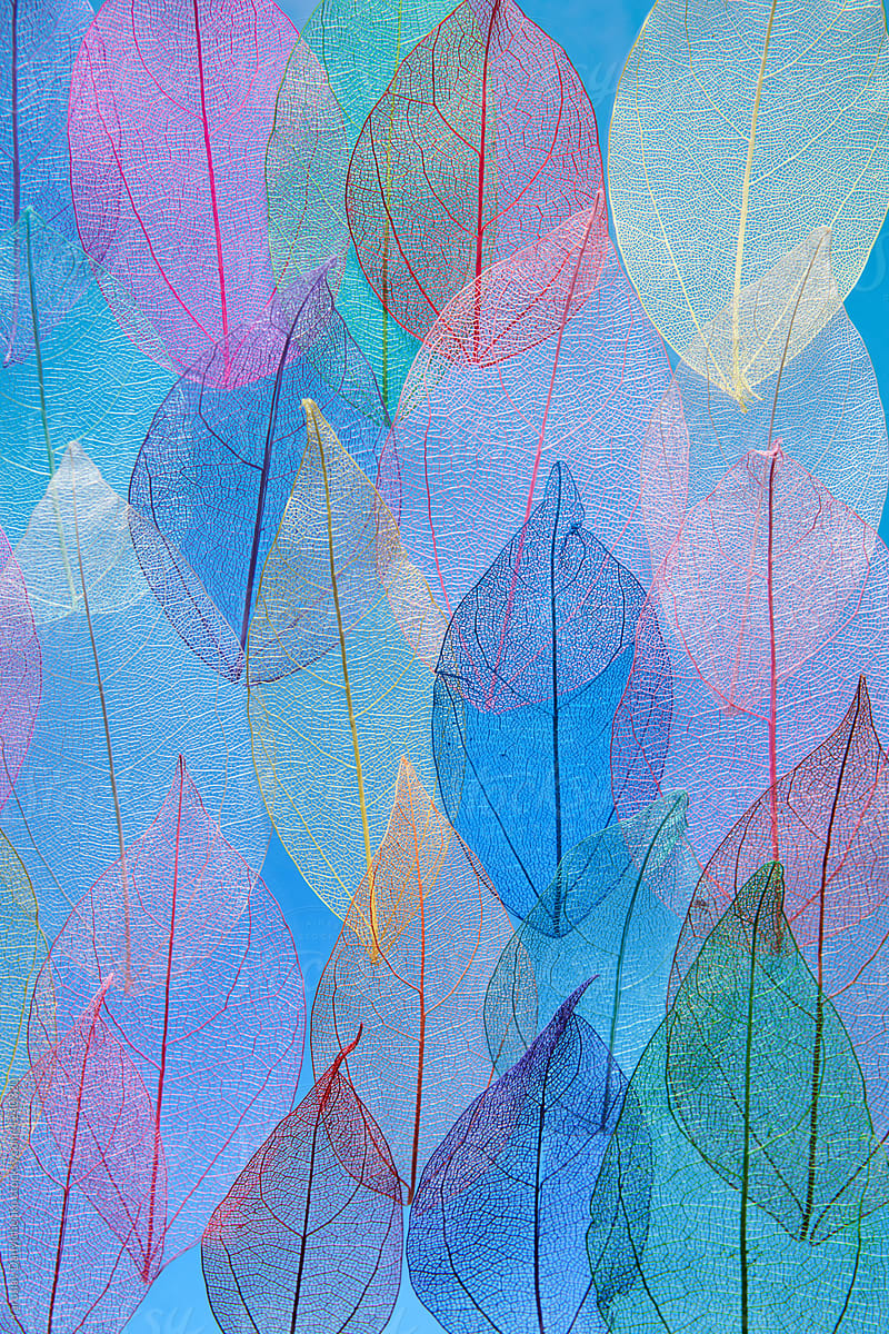 Colorful background of transparent veined leaves