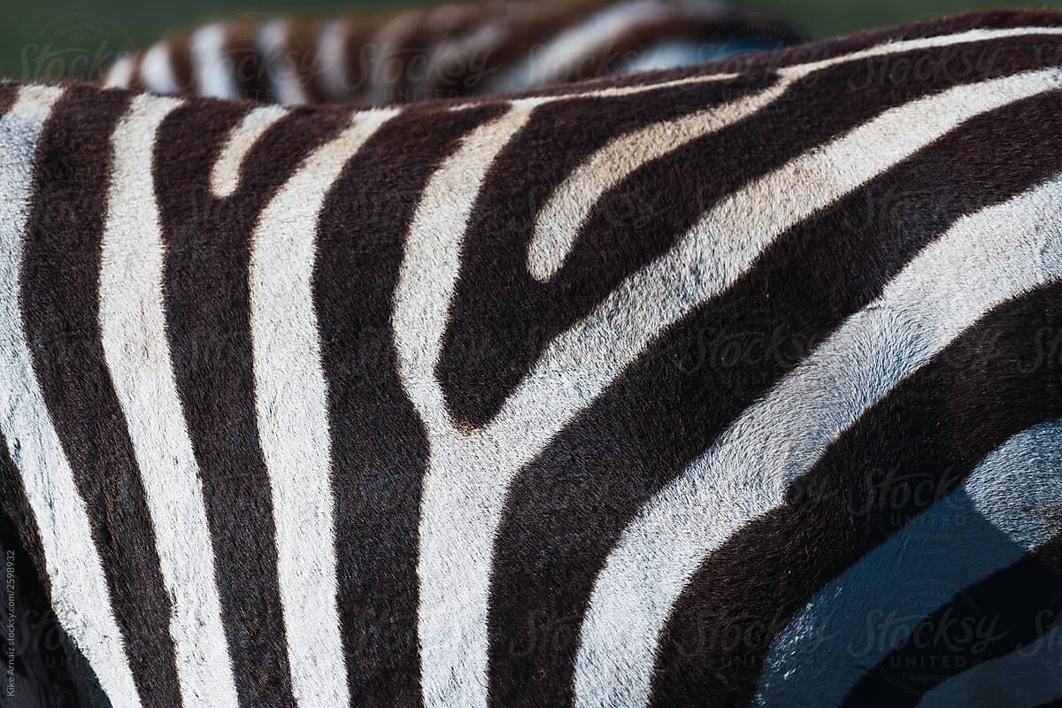 zebra fur.