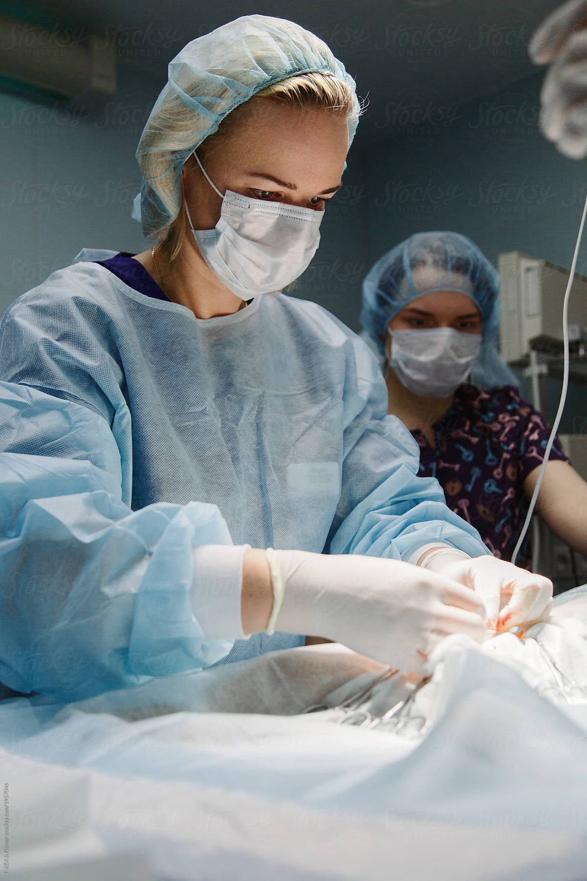 Vet making operation in hospital