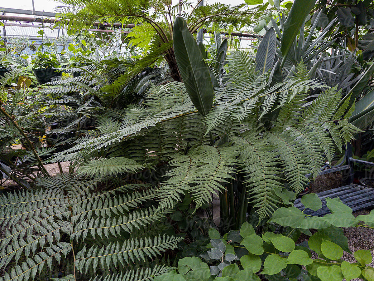 Green Tropicals Including Ferns and Palms In A Nursery Greenhouse