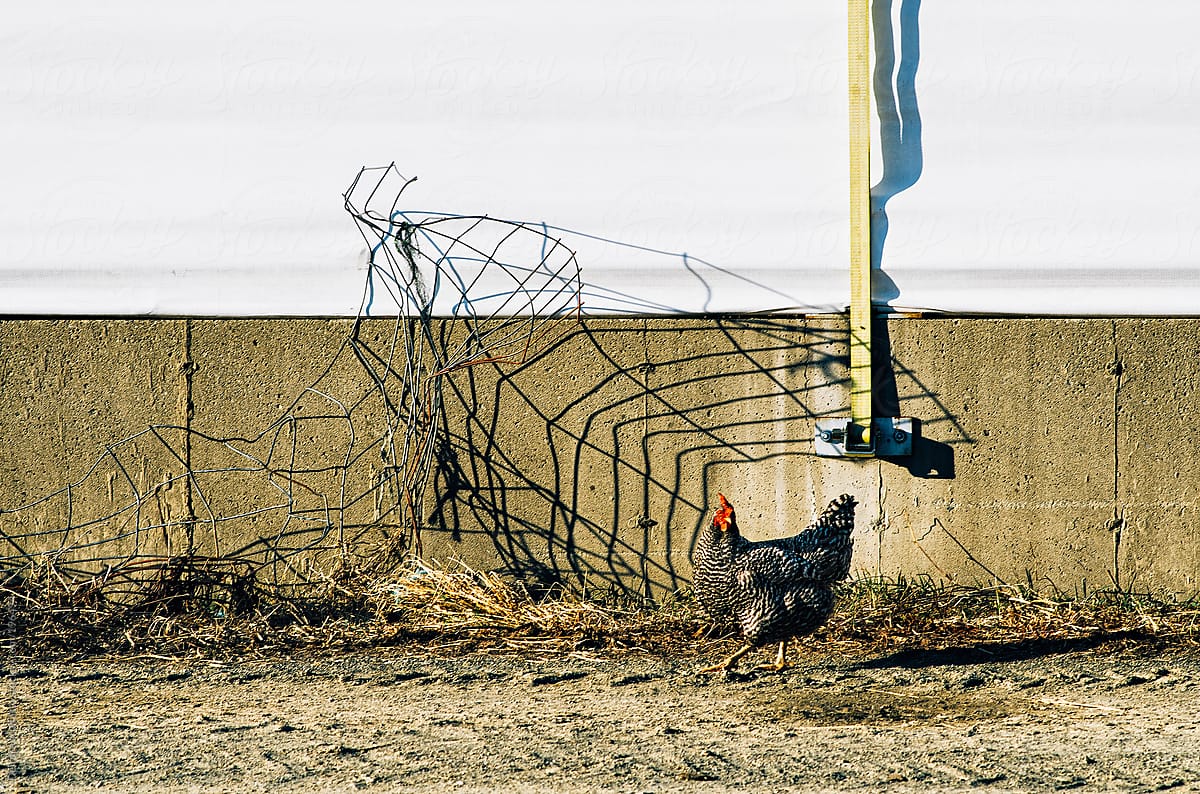 chicken walking by a wall with a fence