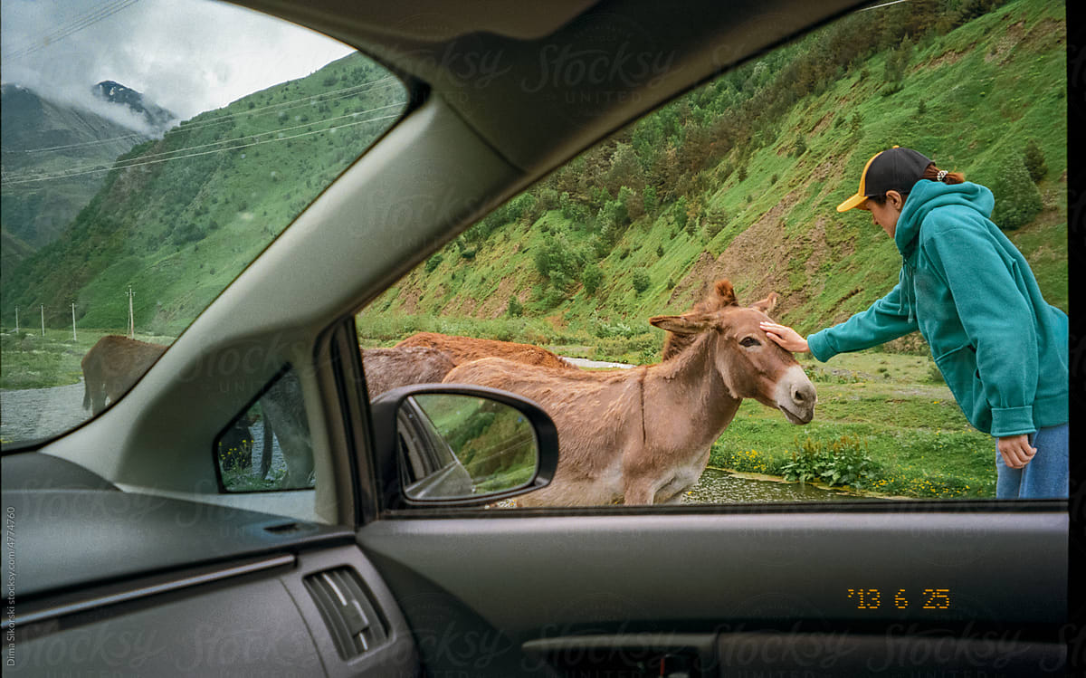 a tourist strokes a wild donkey on a road trip through the mountains