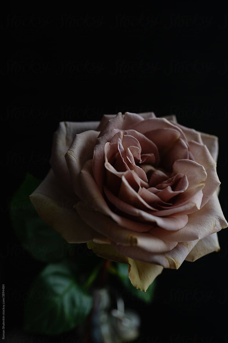 Single Rose Flower