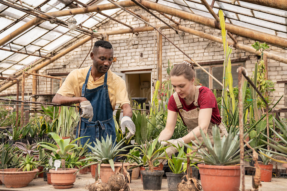 Woman And Man Teamwork At Greenhouse
