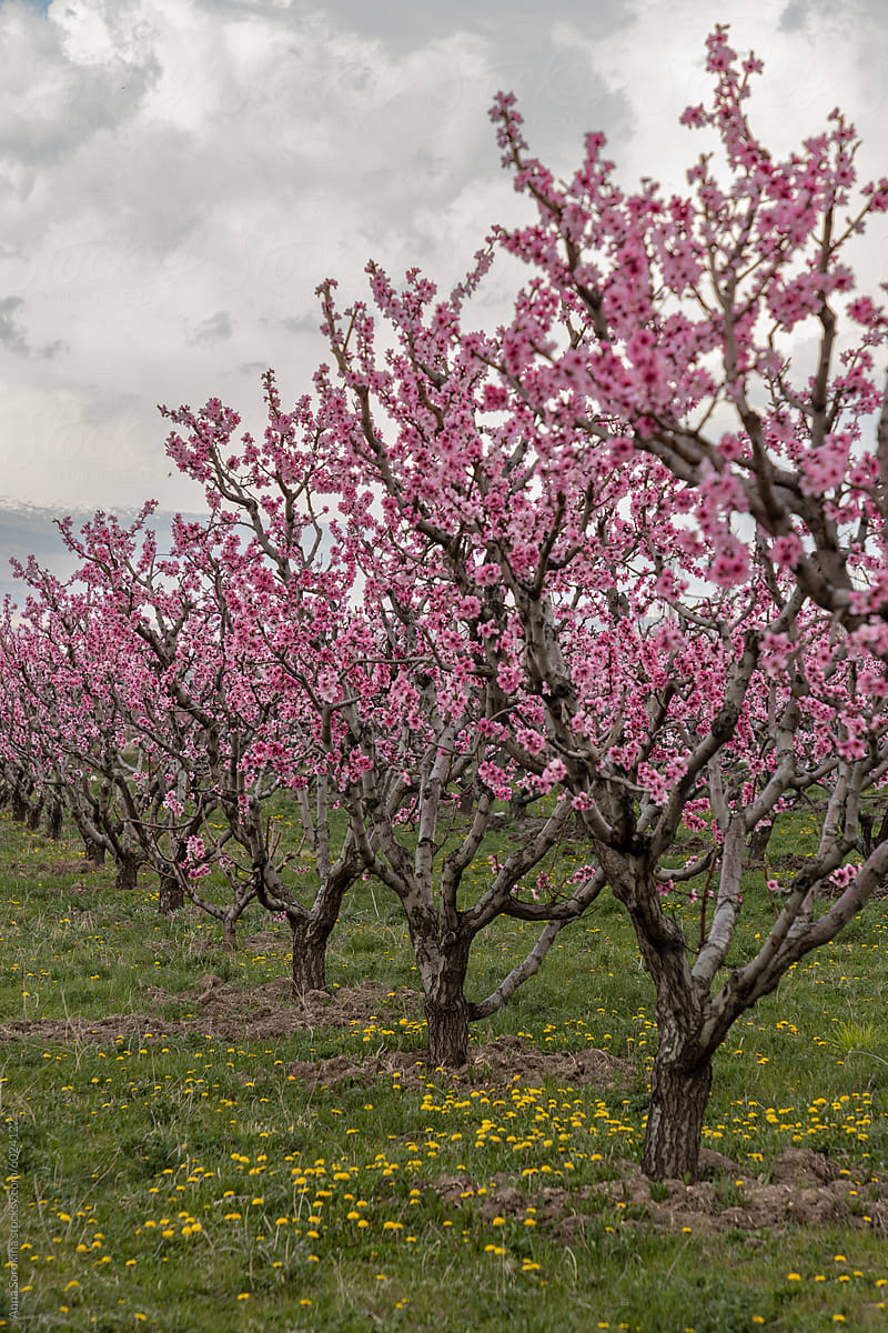 Overcast Day in the Peach Orchard