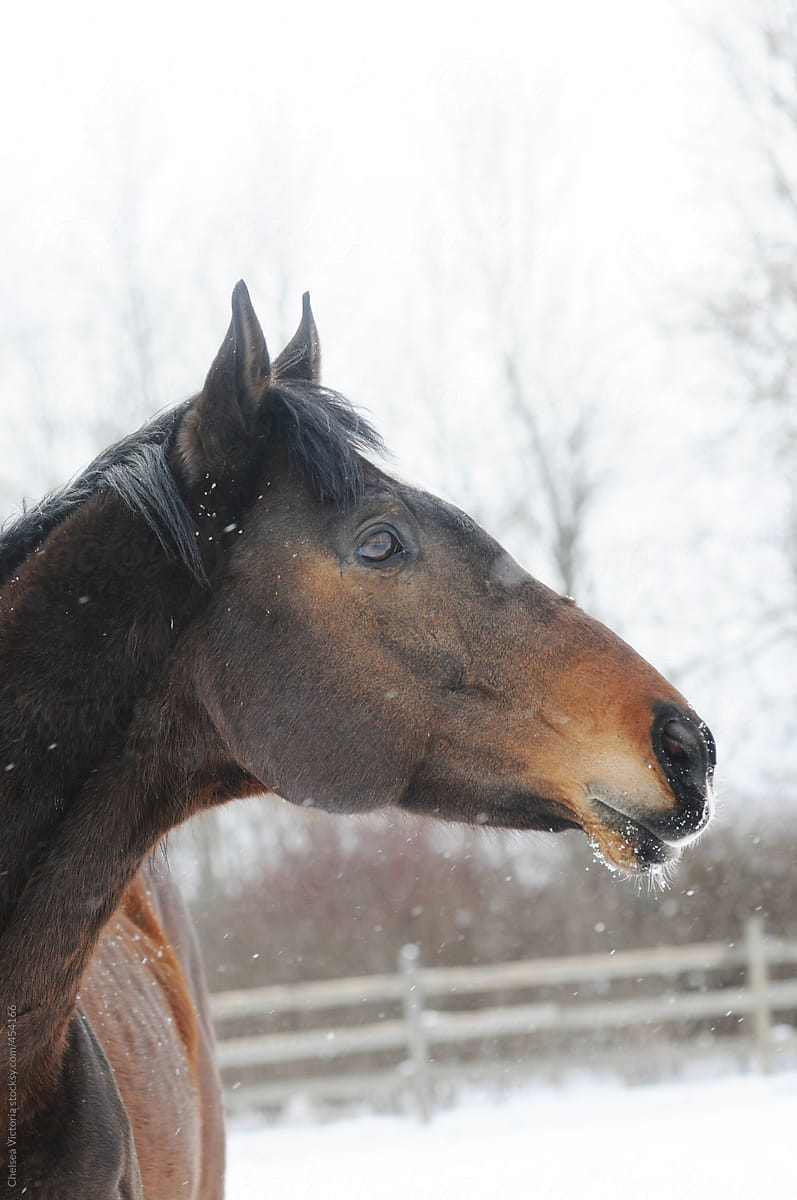 Brown horse standing in the snow