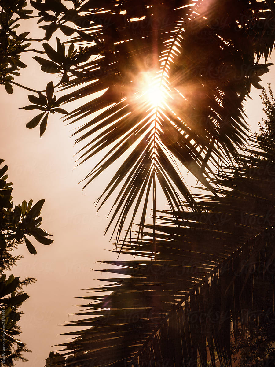 Sunlight breaks through palm leaves
