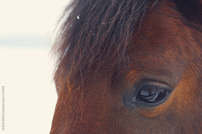 Close Up Of A Brown Horse During A Winter Snow Storm
