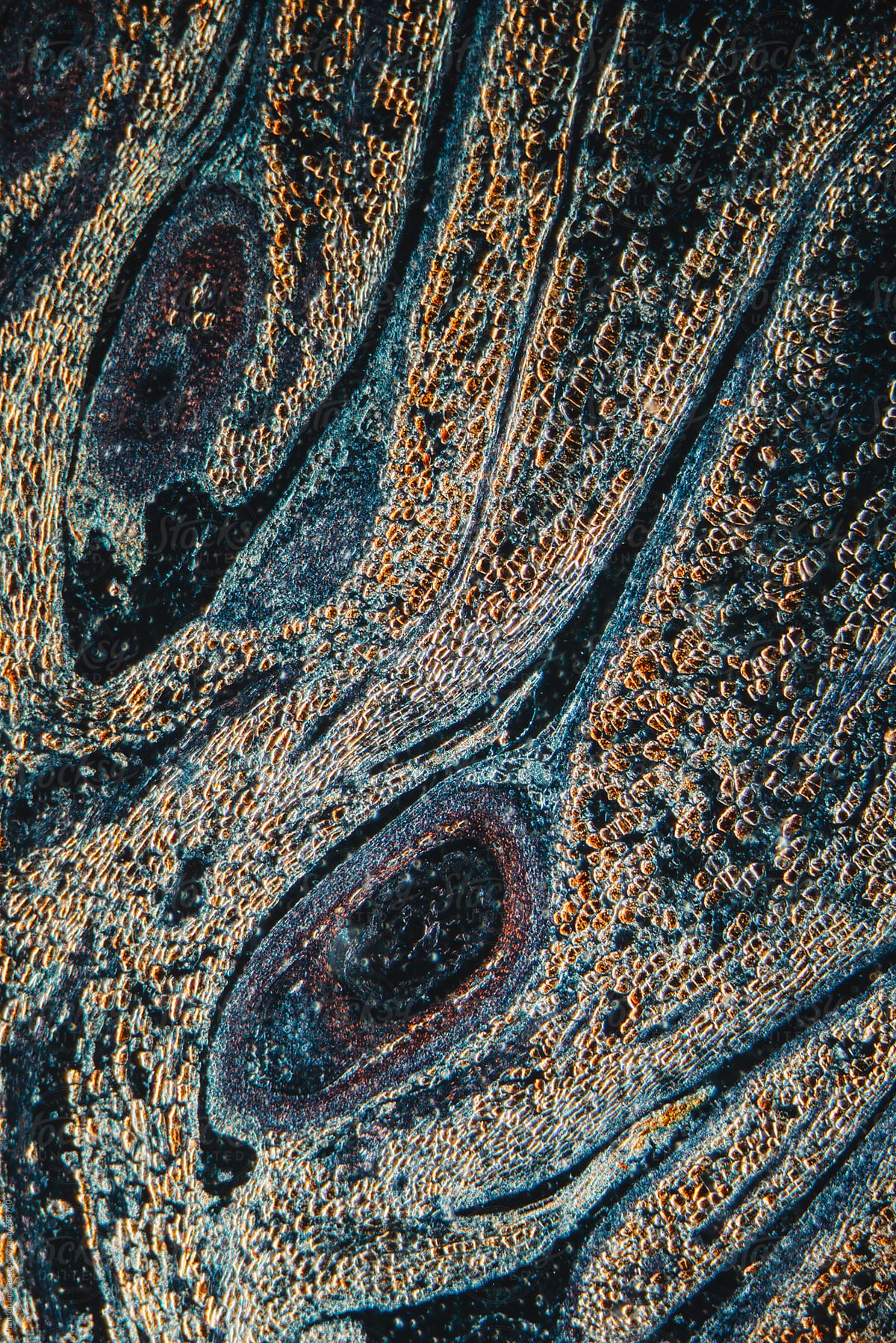 plant cells of pine cone, micrograph.