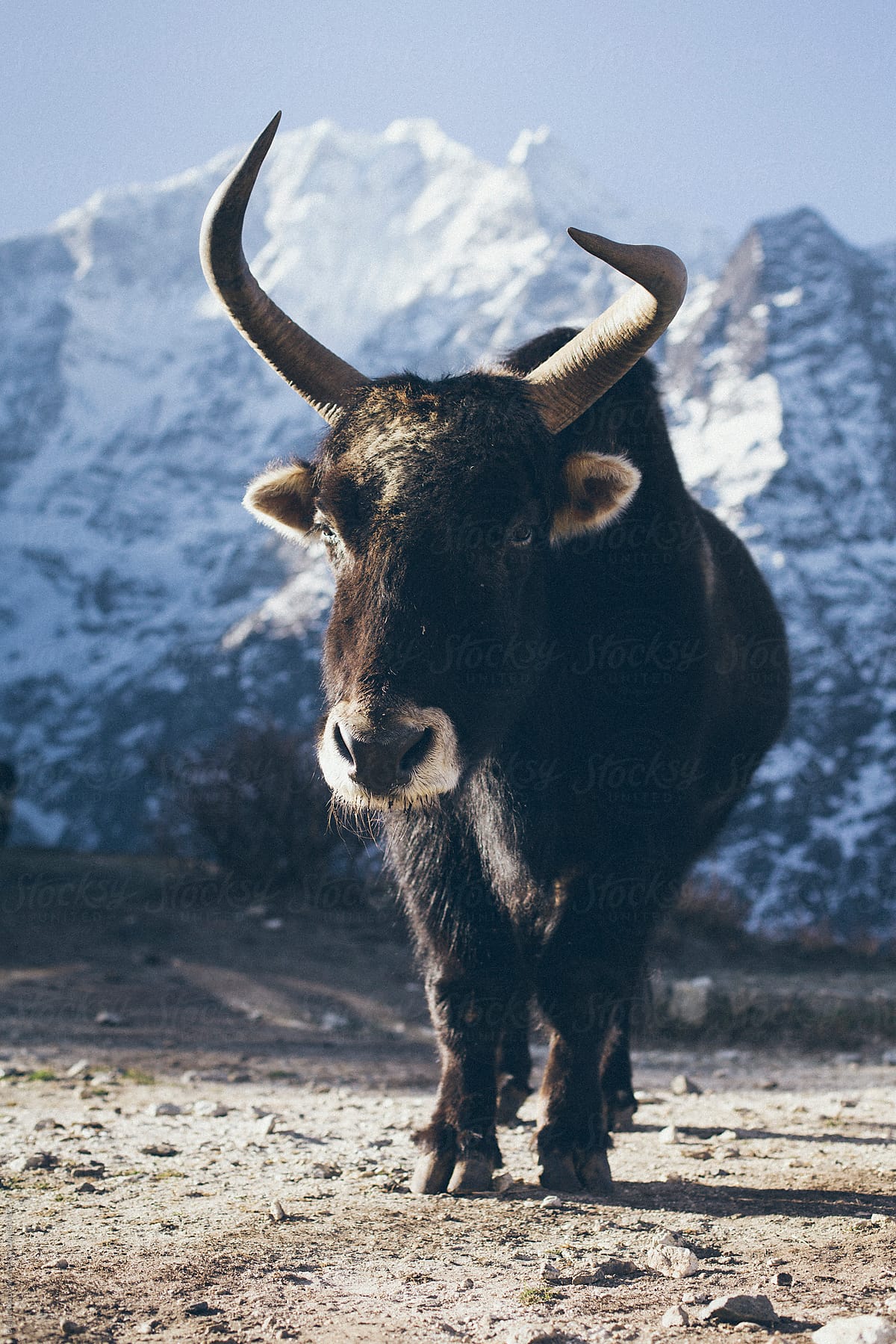 Yak Animal On A Himalayan Mountains