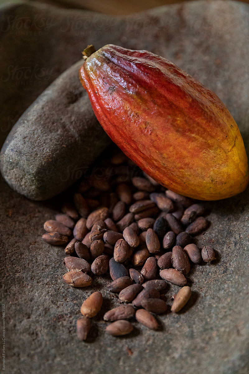 Cocoa Pod pod with cacao Seeds