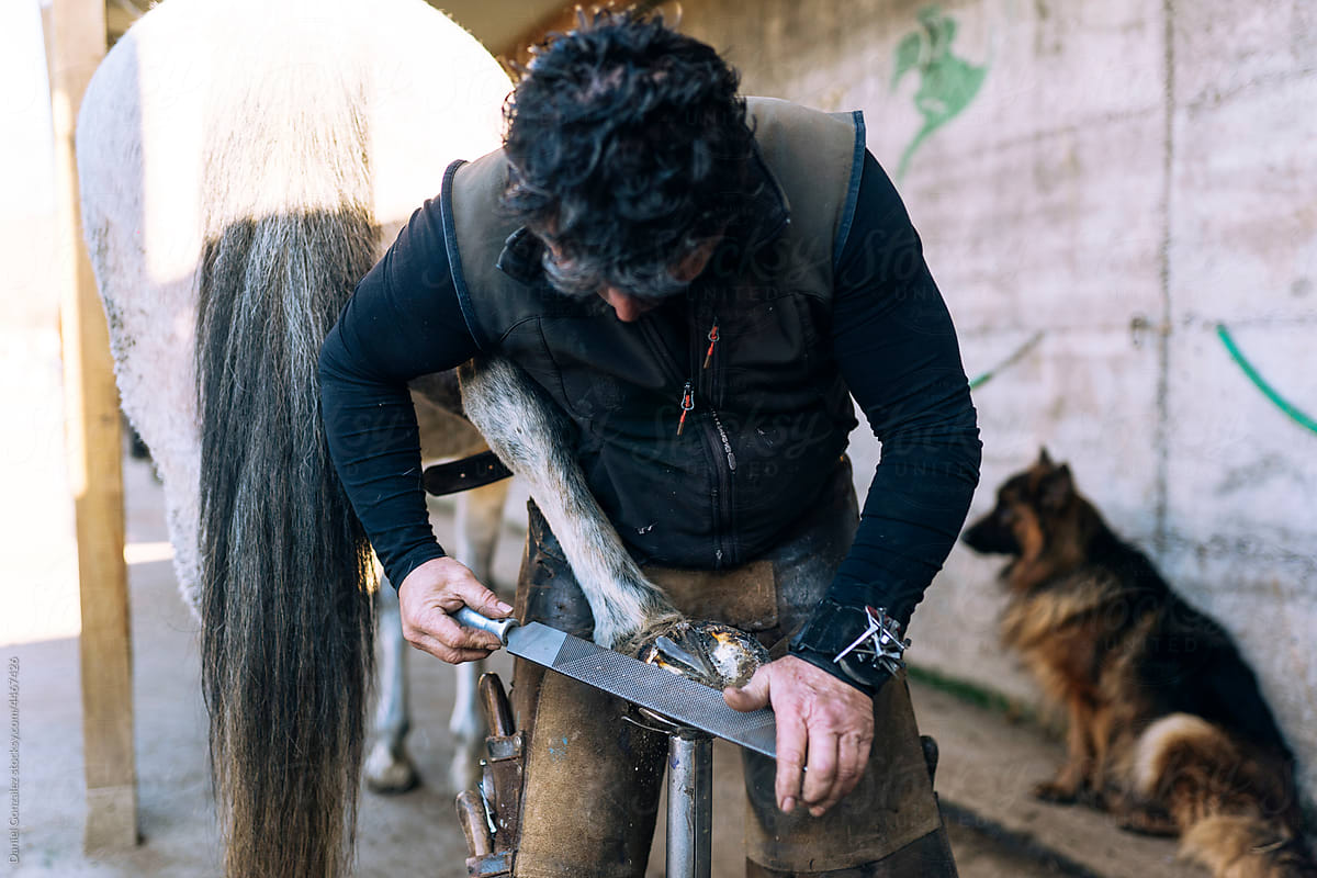 Farrier with forging tool cleaning horse hoof in stable