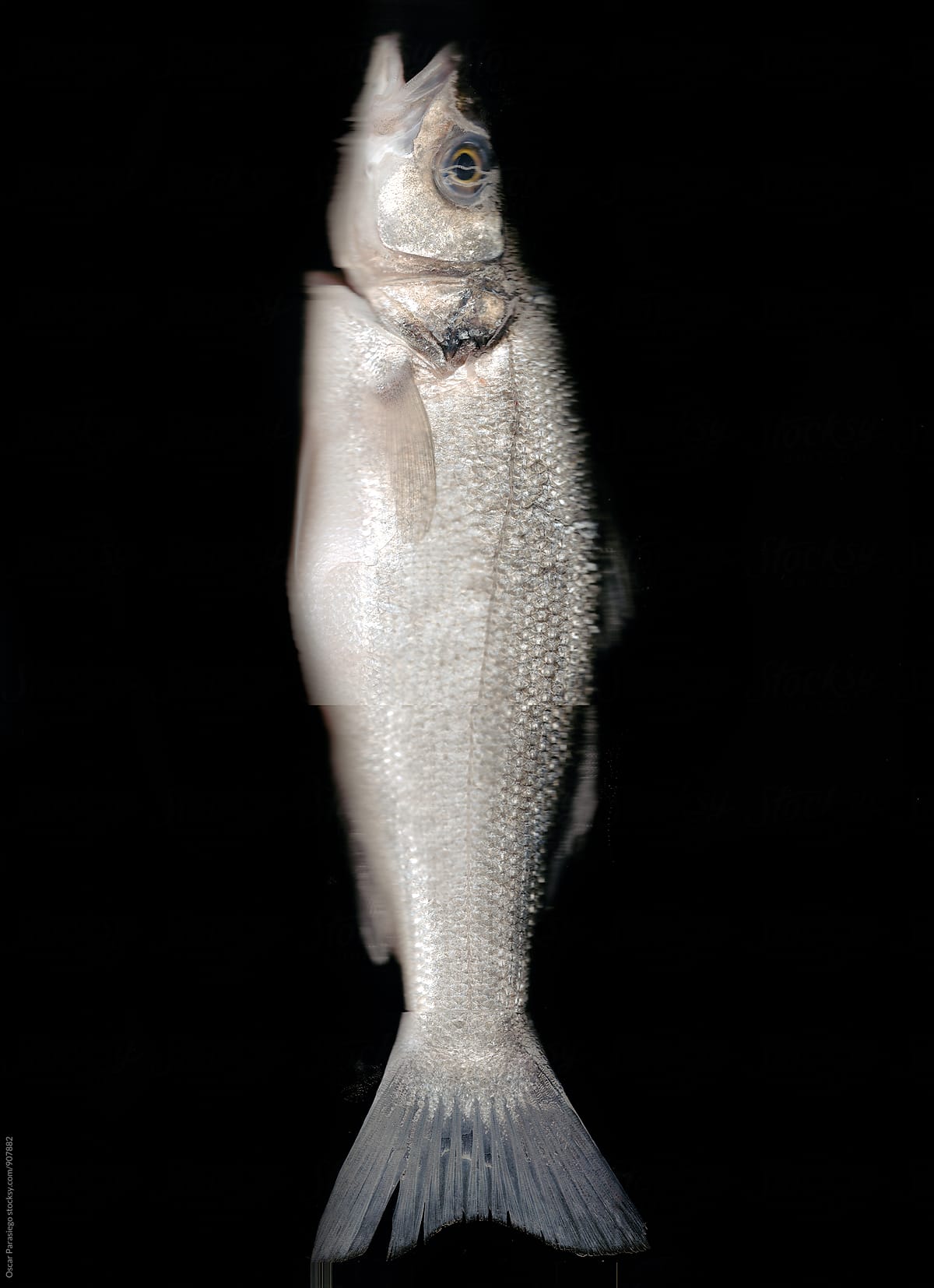 Fish in a black background