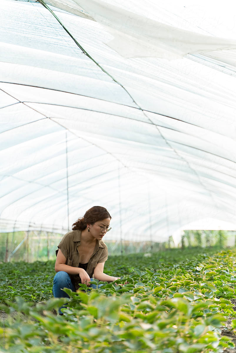 asian female famer in Strawberry greenhouse farm
