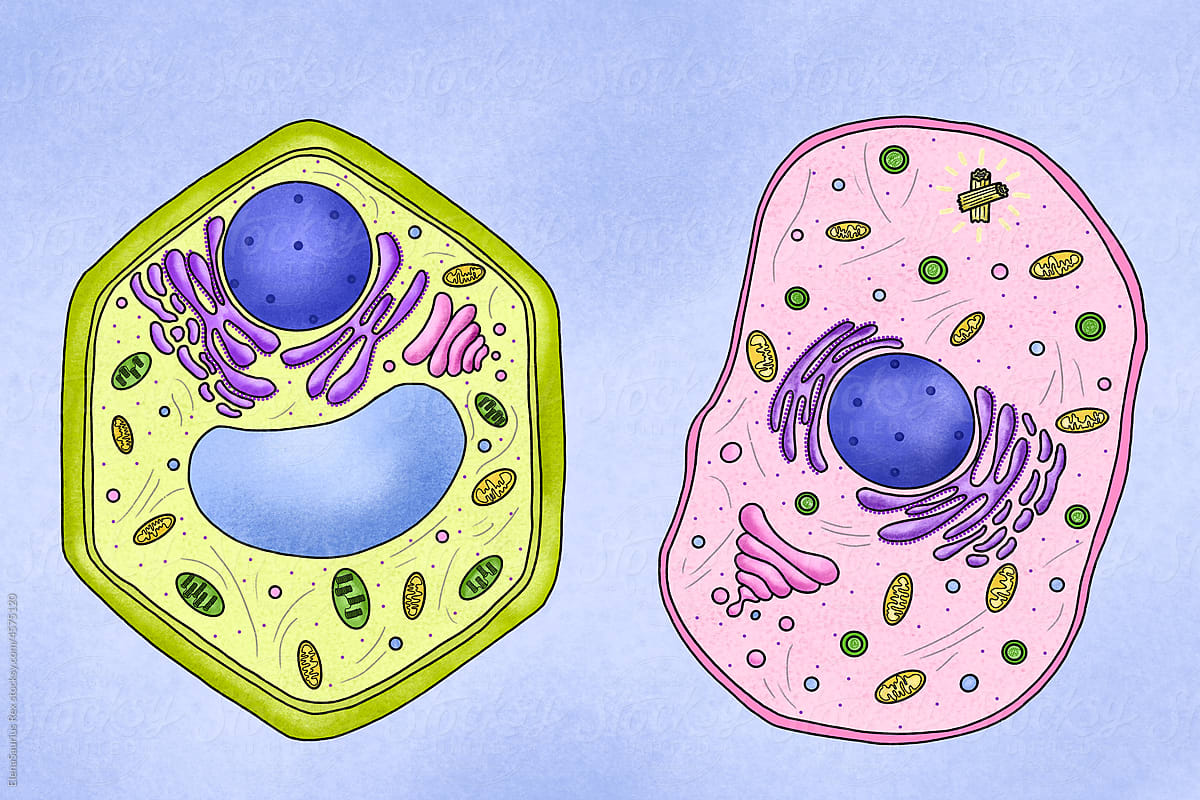 Lllustration Of The Animal And Plant Cells Stock Image Everypixel