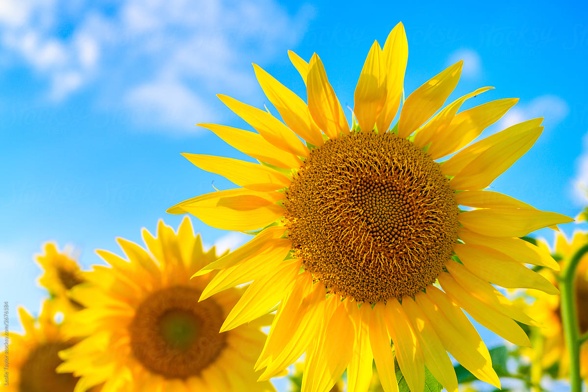 Sunflowers And Blue Skies