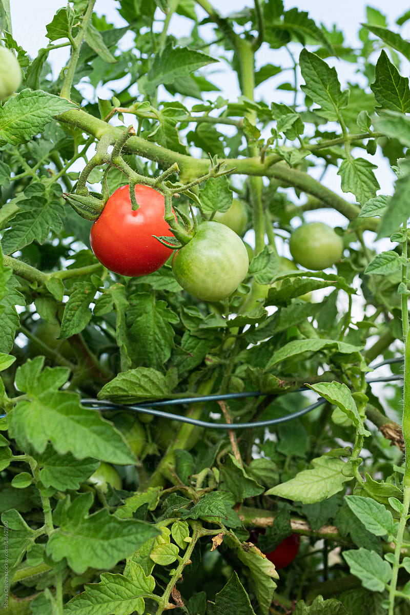 Organic tomatoes hanging from a tomato plant