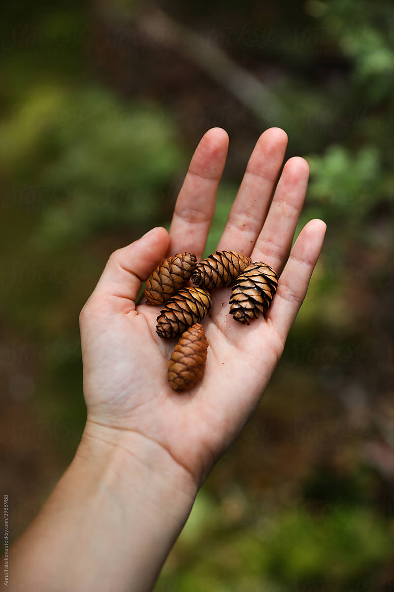 Hand holding tiny pinecones