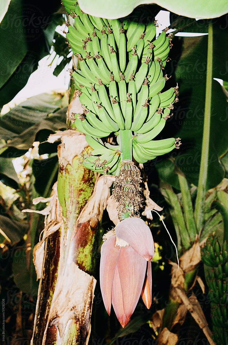 Green Banana Bunch on Tree With Blossom